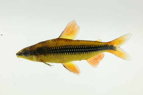 Small African darter (Nannocharax parvus) — Distichodontidae