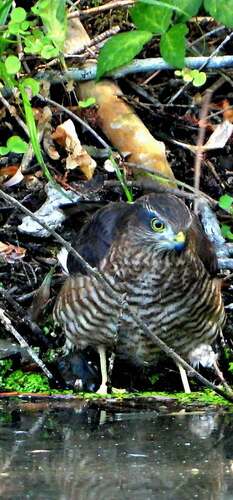Eurasian Sparrowhawk