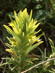Castilleja citrina