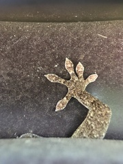 Gekko japonicus