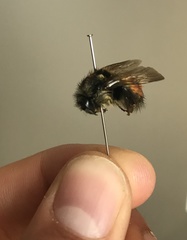 Bombus centralis