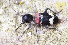 Clerus mutillarius