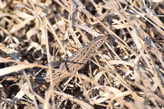 Lacerta agilis
