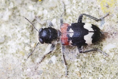 Clerus mutillarius