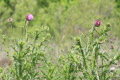Carduus nutans