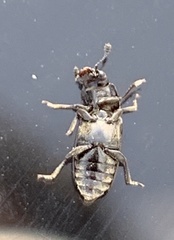 Glischrochilus vittatus