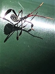 Acanthocephala alata