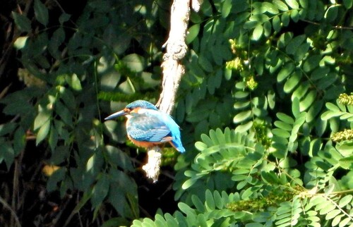 Common Kingfisher