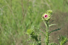Carduus nutans
