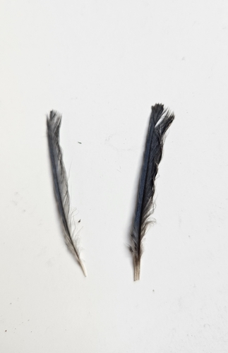 Plume de Mésange bleue