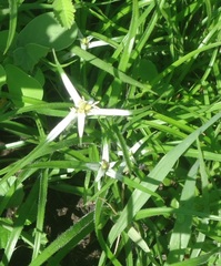 Rhynchospora nervosa