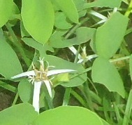 Rhynchospora nervosa