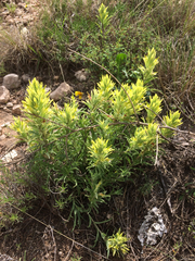 Castilleja citrina