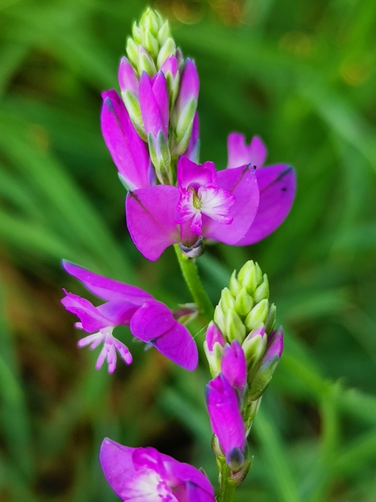 Nice Milkwort