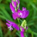 Nice Milkwort - Photo (c) alessandro longhi, some rights reserved (CC BY-NC-ND), uploaded by alessandro longhi