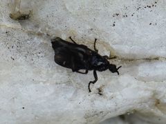 Dilophus febrilis