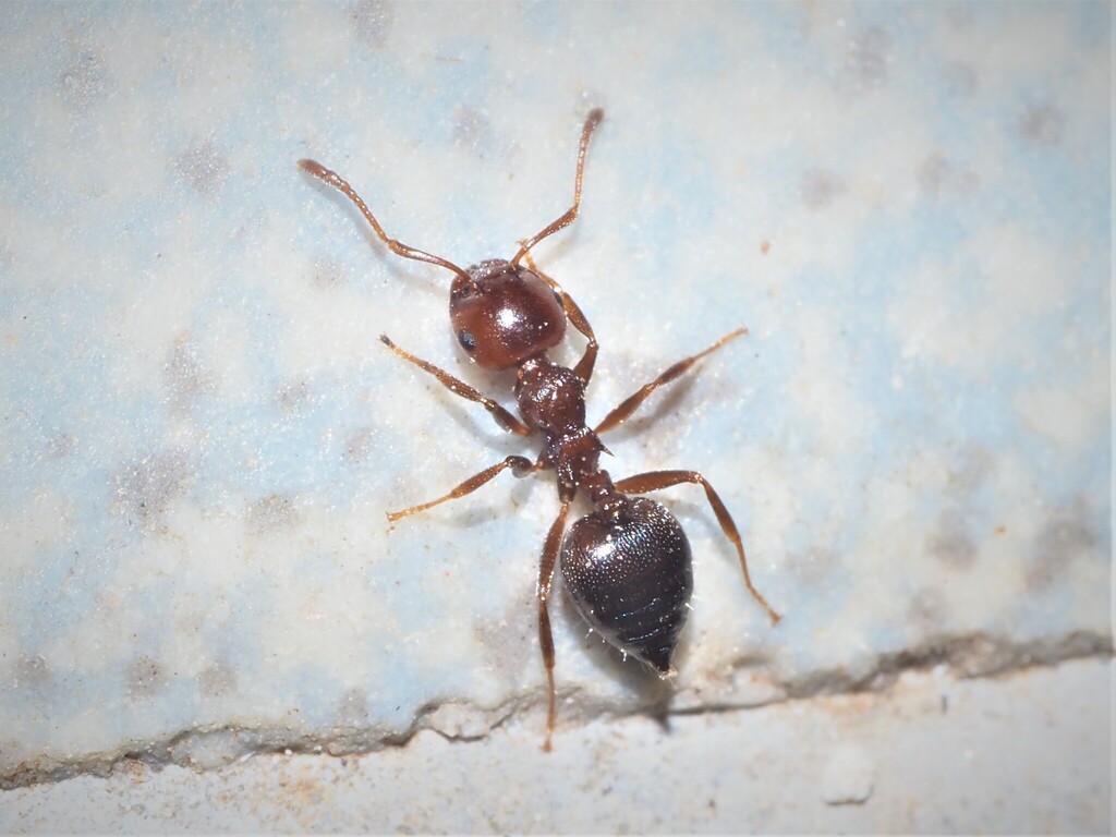 Crematogaster graeca