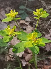 Helioscopia