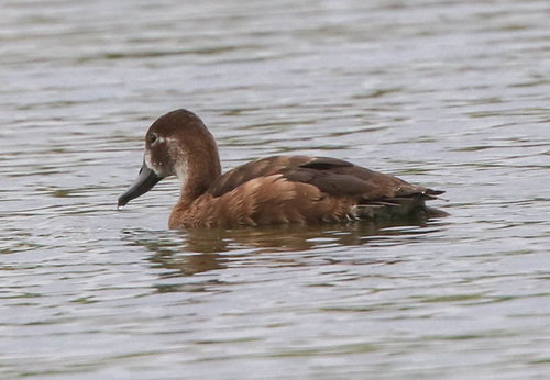 iNaturalist image