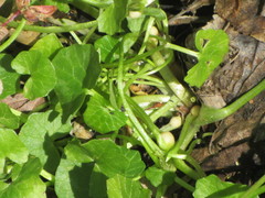 Ficaria verna bulbilifera