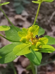 Helioscopia