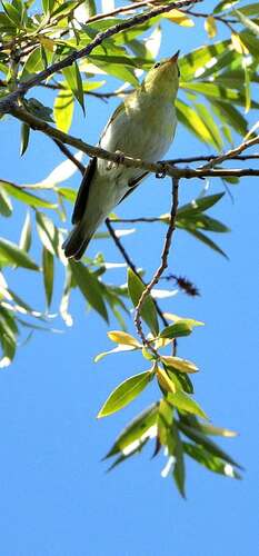 Wood Warbler