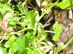 Ficaria verna bulbilifera