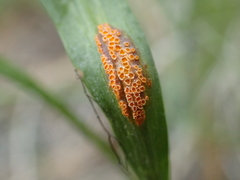 Pucciniaceae