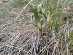 Pucciniaceae