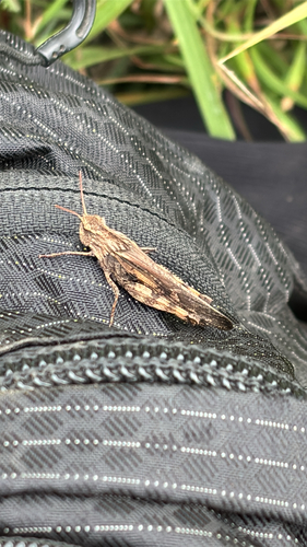 Green-striped Grasshopper