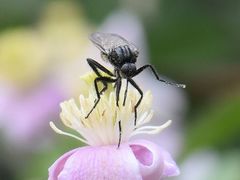 Empis ciliata