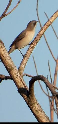 Lesser Whitethroat