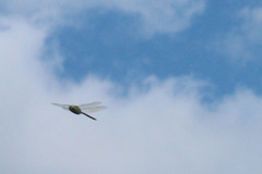Anax junius