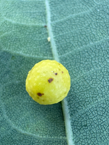 Cherry Gall Wasp