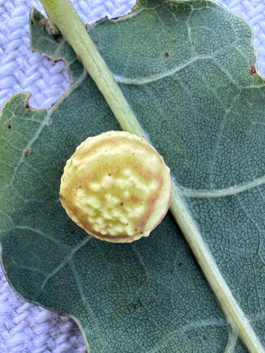 Striped Pea Gall Wasp