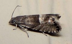 Sereda tautana