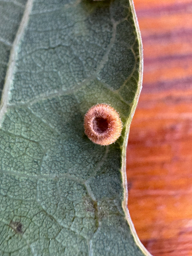 Silk-Button Spangle Gall Wasp