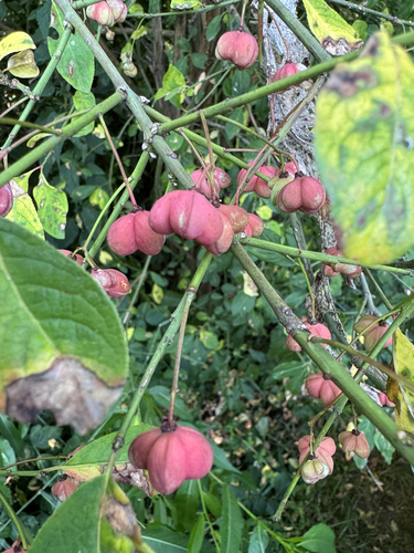 Spindle