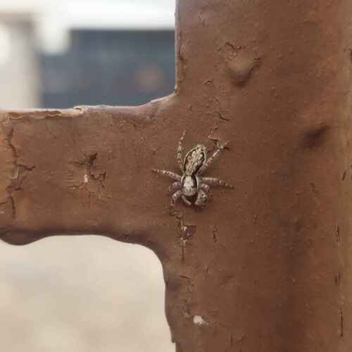 Gray Wall Jumping Spider
