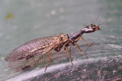 Phaeostigma