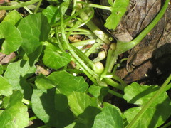 Ficaria verna bulbilifera