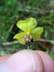 Xyris baldwiniana