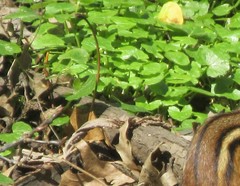 Ficaria verna bulbilifera