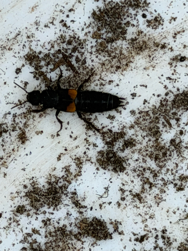 Red-spotted Rove Beetle