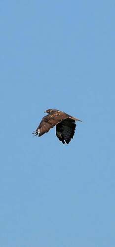 Common Buzzard