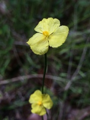 Xyris baldwiniana