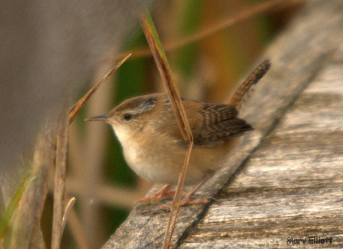 Marsh Wren, photo 5 of 7