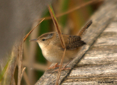 Marsh Wren photo 5