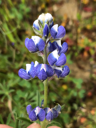 Lupinus bicolor, photograph 6