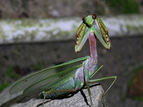 Formosan Giant Mantis